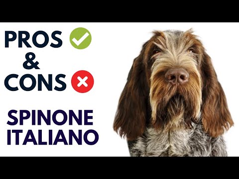 Видео: Най-добрите породи кучета за хора, които обичат да пътуват