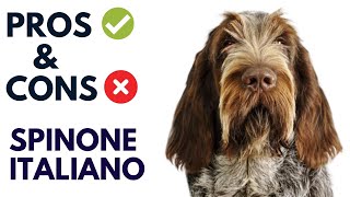 Spinone Italiano Dog Breed Pros and Cons | Spinone ItalianoDog Advantages and Disadvantages