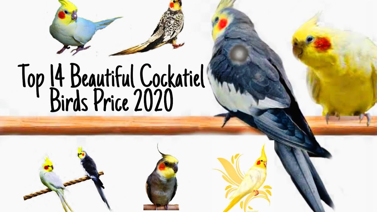 Bird цены. Lutino Cockatiel.