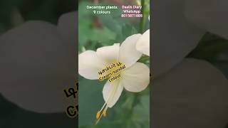 December plants 9 colours டிசம்பர் பூ செடி available cream, red, forest white  #trending #viral
