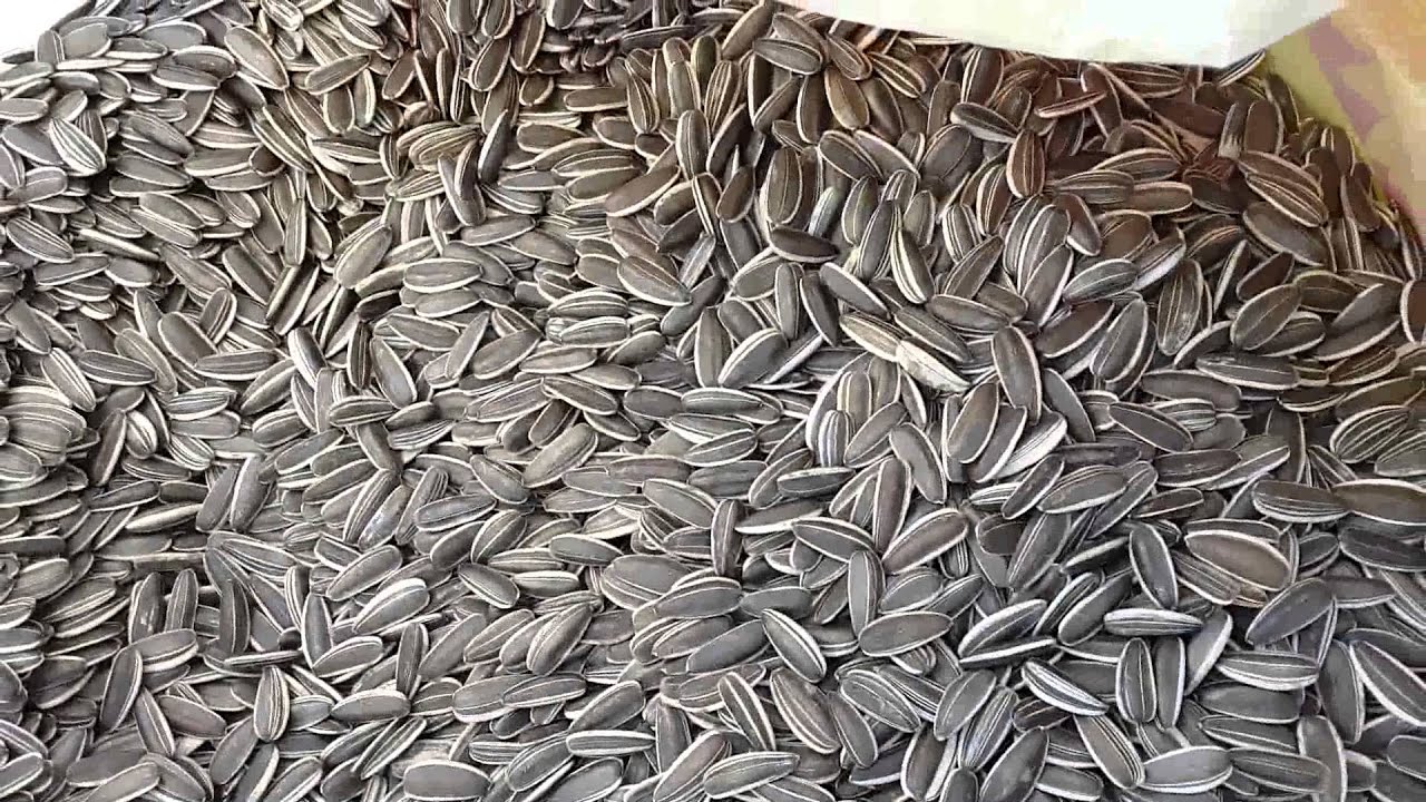 sunflower seed screening for sunflower seed oil press machine,sunflower