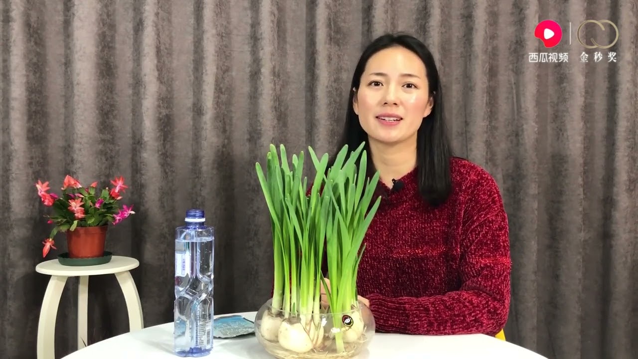水仙花不开花怎么办，教你一招，坐等花开爆盆