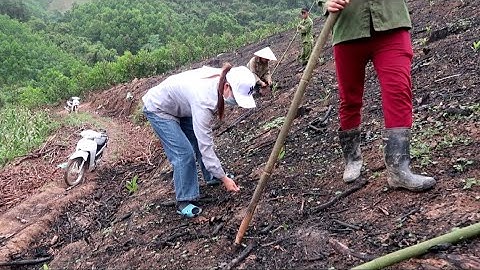 Xem Cách Người Dao Gieo Trồng Lúa Nương Trên Đồi Cao Như Thế Nào | Bàn Hồ Vlogs