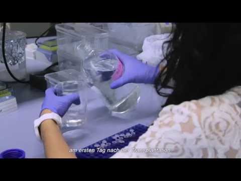 Video: Violer: Vedligeholdelse, Vanding, Transplantation