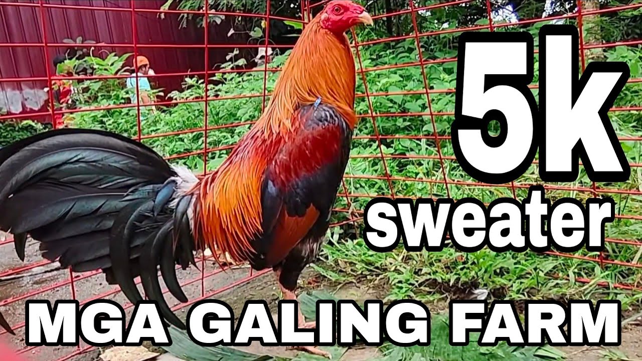 Grotto pet market ang dami na nga quality at solid na manok 