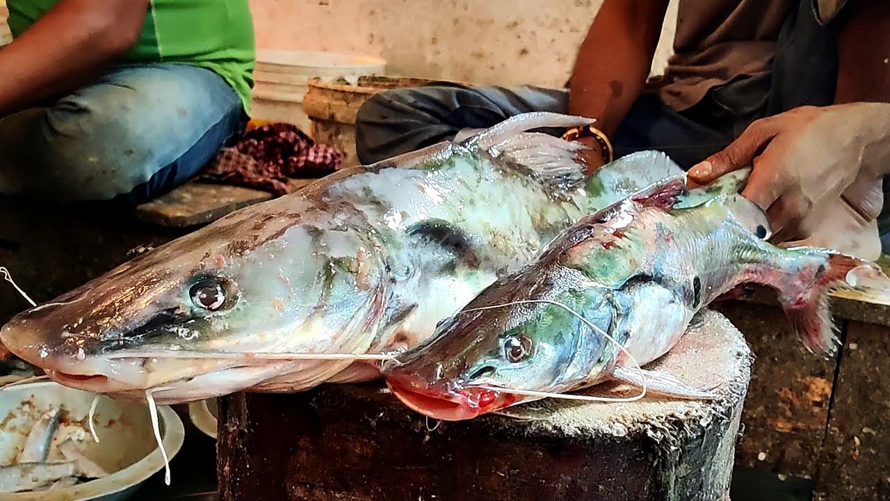 Long Whiskered Catfish Cutting In Fish Market | Fish Cutting Skills