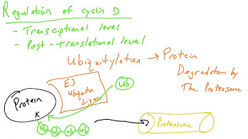 Cell cycle regulation, part 4: cyclin D and Ubiquitylation