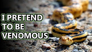 Gopher Snake facts: you are what you eat? | Animal Fact Files