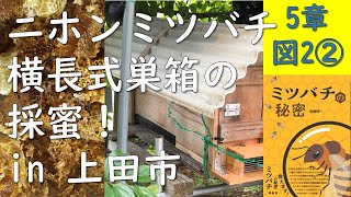 横長式巣箱でのニホンミツバチの採蜜 in 上田市（5章図2②）
