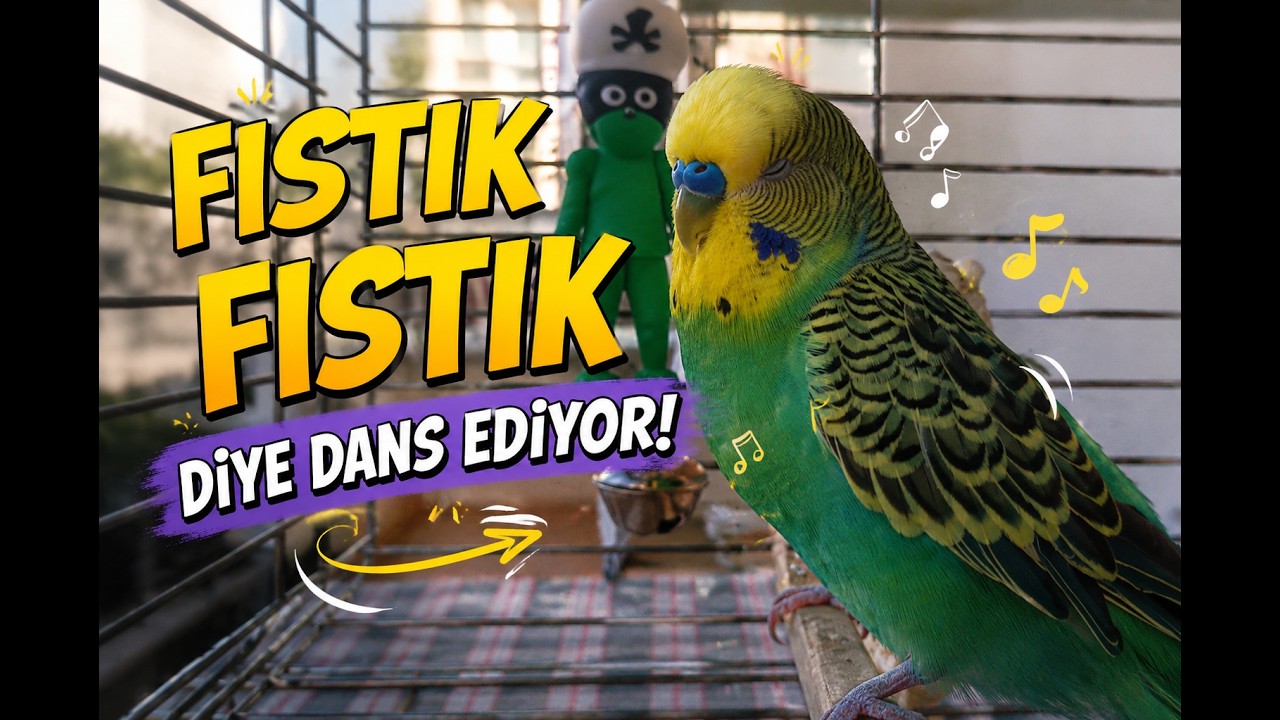 Balımın Fıstık Dansı :) (muhabbet kuşu sesleri, muhabbet kuşu ötme sesi, muhabbet kuşu konuşma sesi)