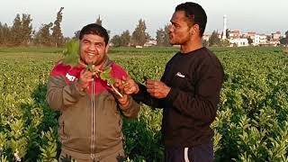 أشهر أكلة للشعب المصري تعرف على طريقة زراعة الفول وطريقة الحفاظ على النوارة والقرون