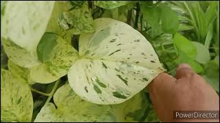Marble Queen Pothos- How to get best variegation//Simple top that works 100%