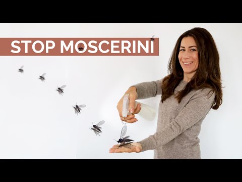 Video: Come e come sfuggire ai moscerini: in giardino ea casa