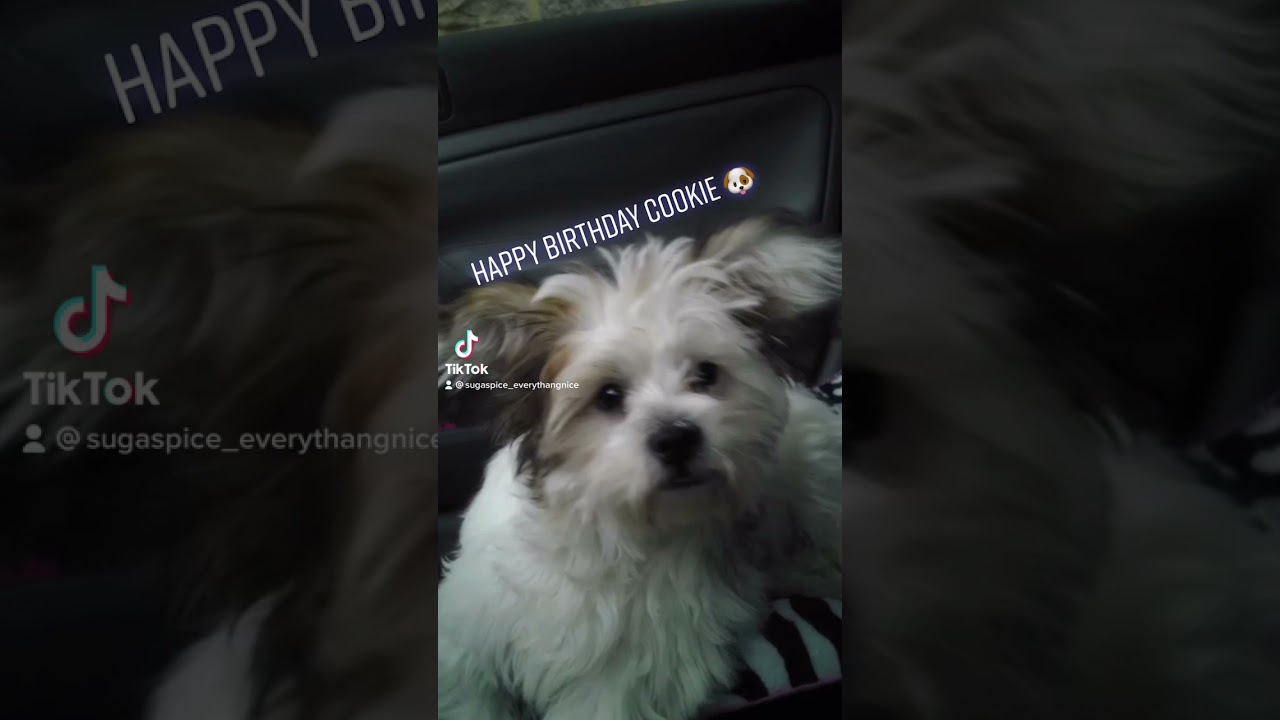 Happy Birthday Cookie 🐶