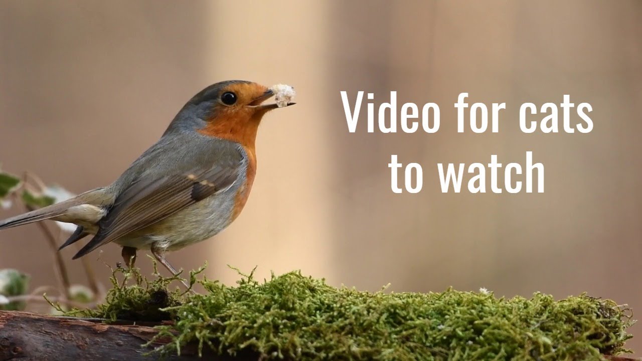 Videos for Cats to Watch Birds Video for Cats Cat Game YouTube