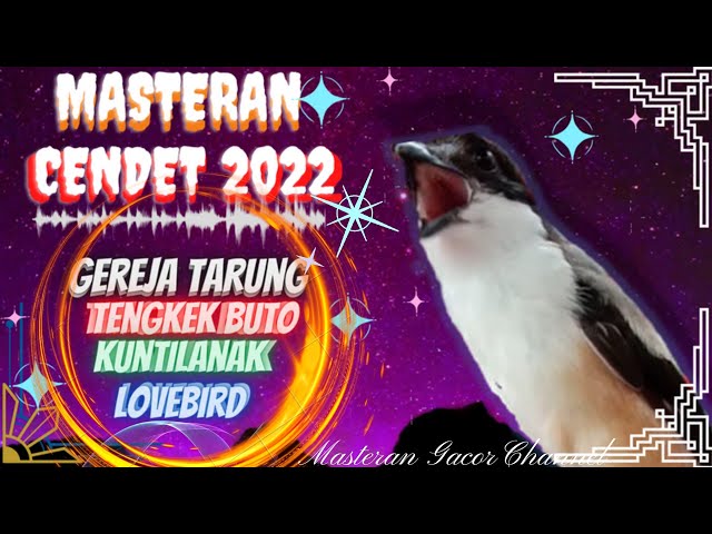 Masteran Cendet Full Variasi 2022 | Tembakan Roll Speed Rapat Kunti, Tengkek Buto, Gereja Tarung, Lb class=