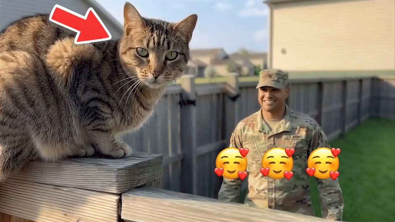 🥰🥰🥰Годы ожидания закончились — этот кот сходит с ума, когда возвращается его отец-солдат