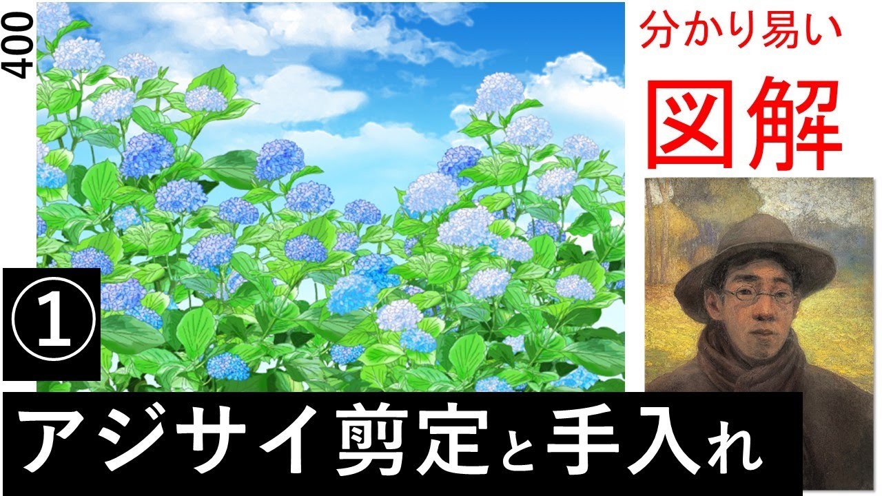 400 アジサイ紫陽花の剪定と手入れ Hydrangea Pruning And Care Miki3の庭木の剪定講座 Youtube