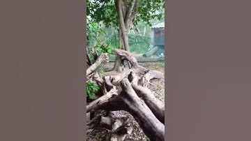 Đẳng cấp của câu cá lóc bằng vịt