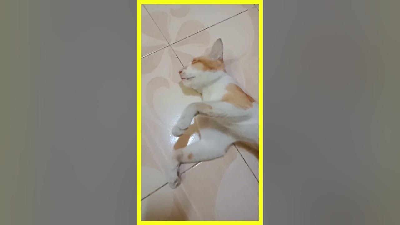 Cat song tamil kitty cat song maw maw cat song the cat song cat