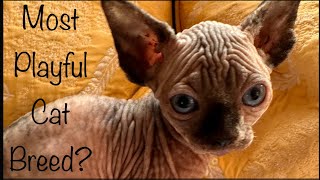 Dolly Pawton Wants to Play with Jada Pinkett Smith by Ari-Gato Cats 107 views 5 months ago 1 minute, 36 seconds