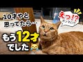 【おしゃべり猫】10才やと思ってたら…もう12才でした😹
