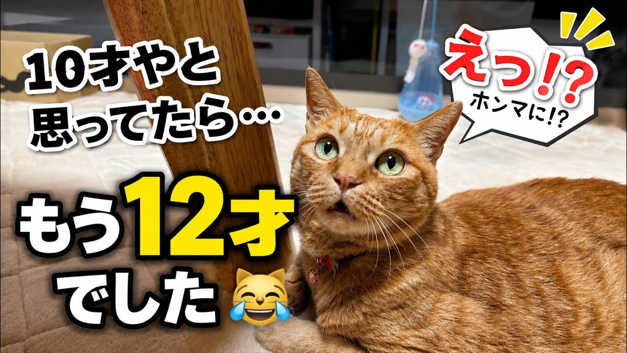【おしゃべり猫】10才やと思ってたら…もう12才でした😹