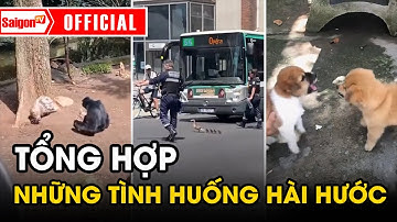 Tổng hợp những tình huống HÀI HƯỚC của động vật| Tin camera SaigonTV