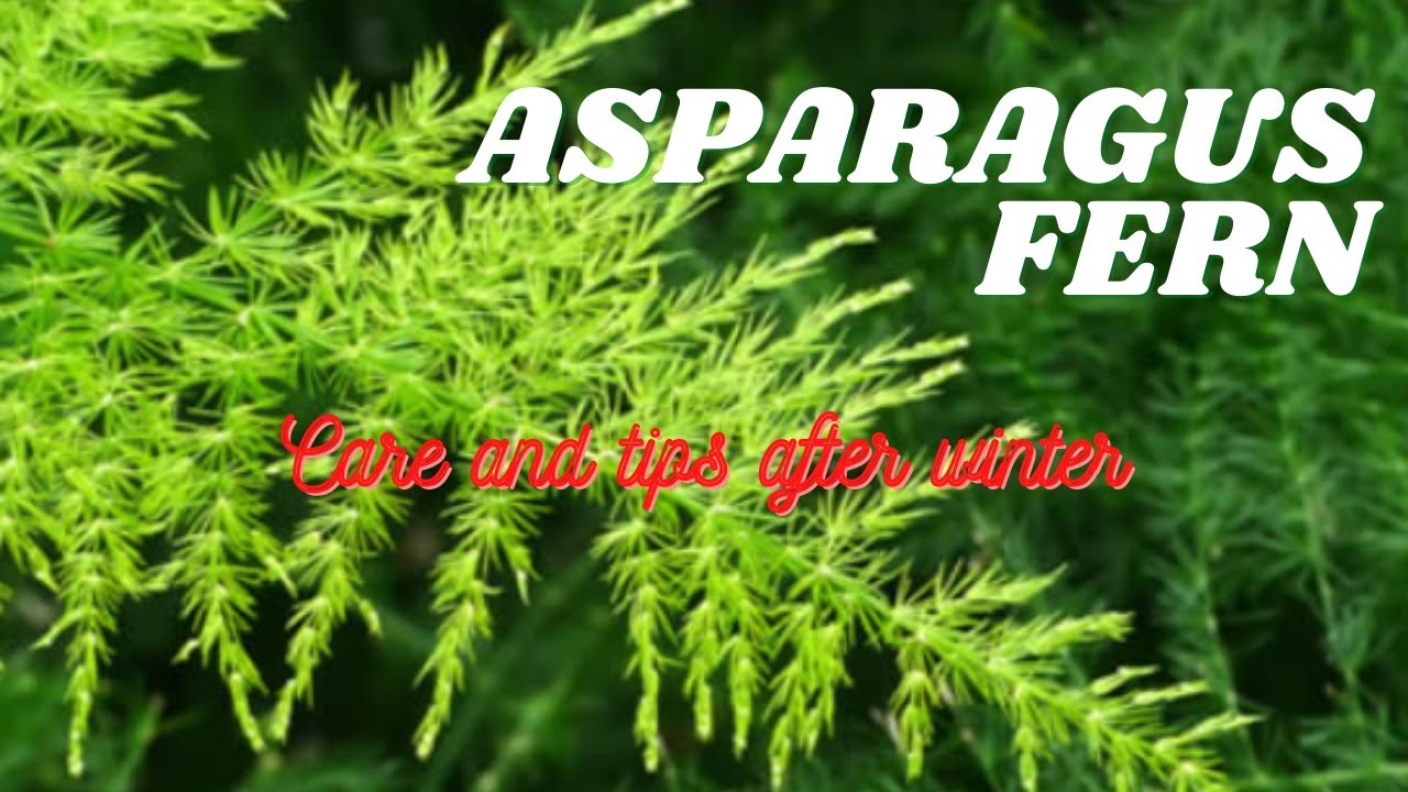 Asparagus fern Care & Tips How to take care Asparagus setaceus YouTube