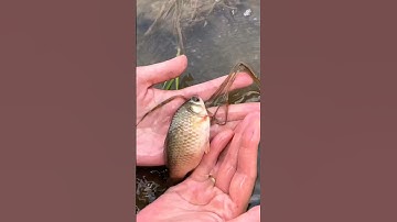 Bắt cá rô đồng ngoài ruộng lúa được nhiều cá quá vui quá #shorts