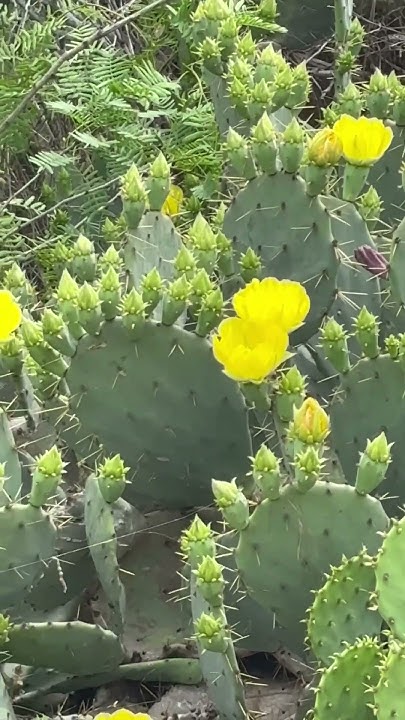 Yellow Rose Of Texas By Johnny Lee Yelllw Rose of Texas Johnny Lee Lane Brody - YouTube