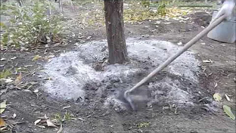 Вносим золу под деревья
