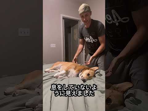 犬の演技力 😮