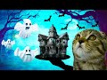 Cat vs the Haunted House- I made a maze for my pet