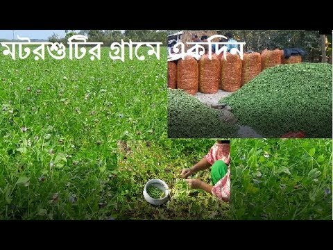 ভিডিও: কীভাবে সবুজ মটরশুটি সালাদ বানাবেন