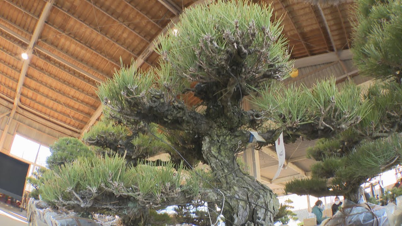 黒松盆栽」アメリカへの輸出解禁を！ 香川県知事「働きかけ強めたい