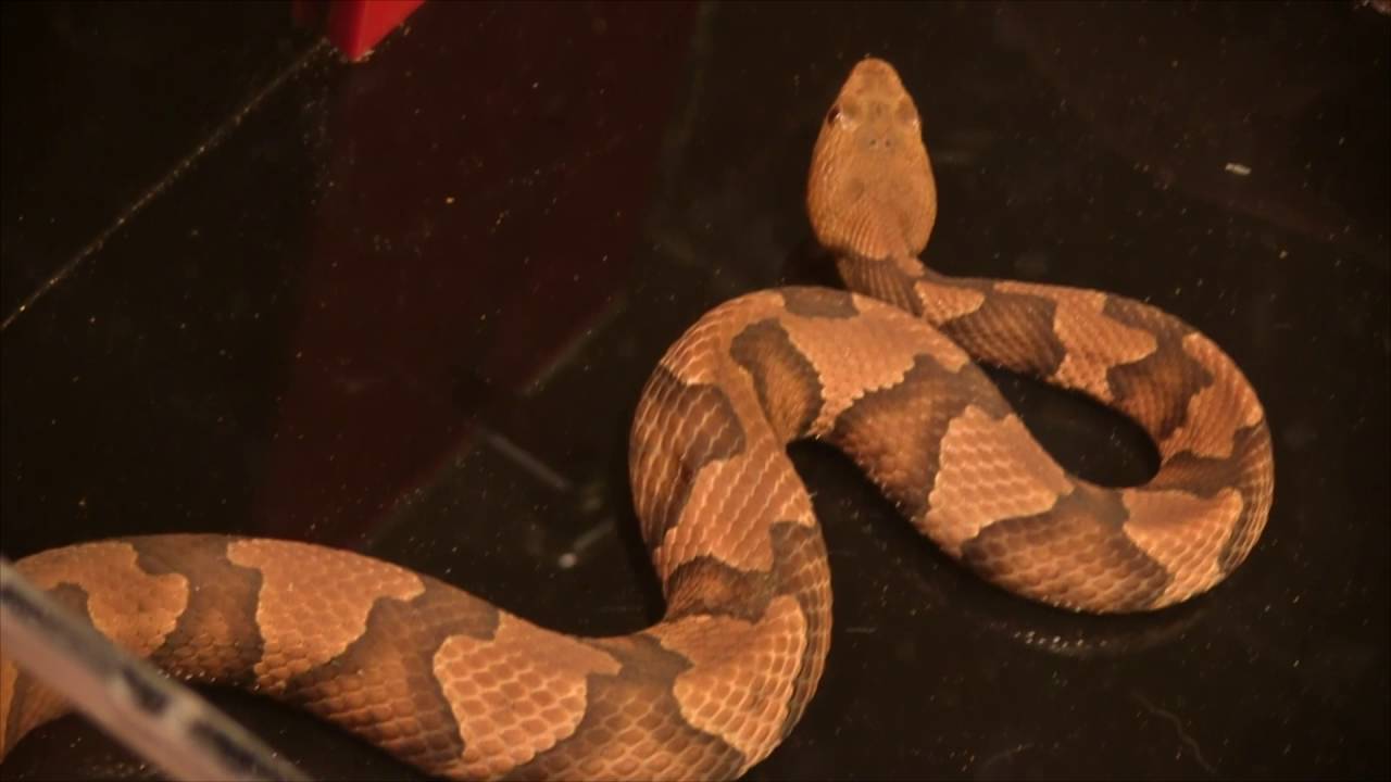 Northern Copperhead Snake YouTube