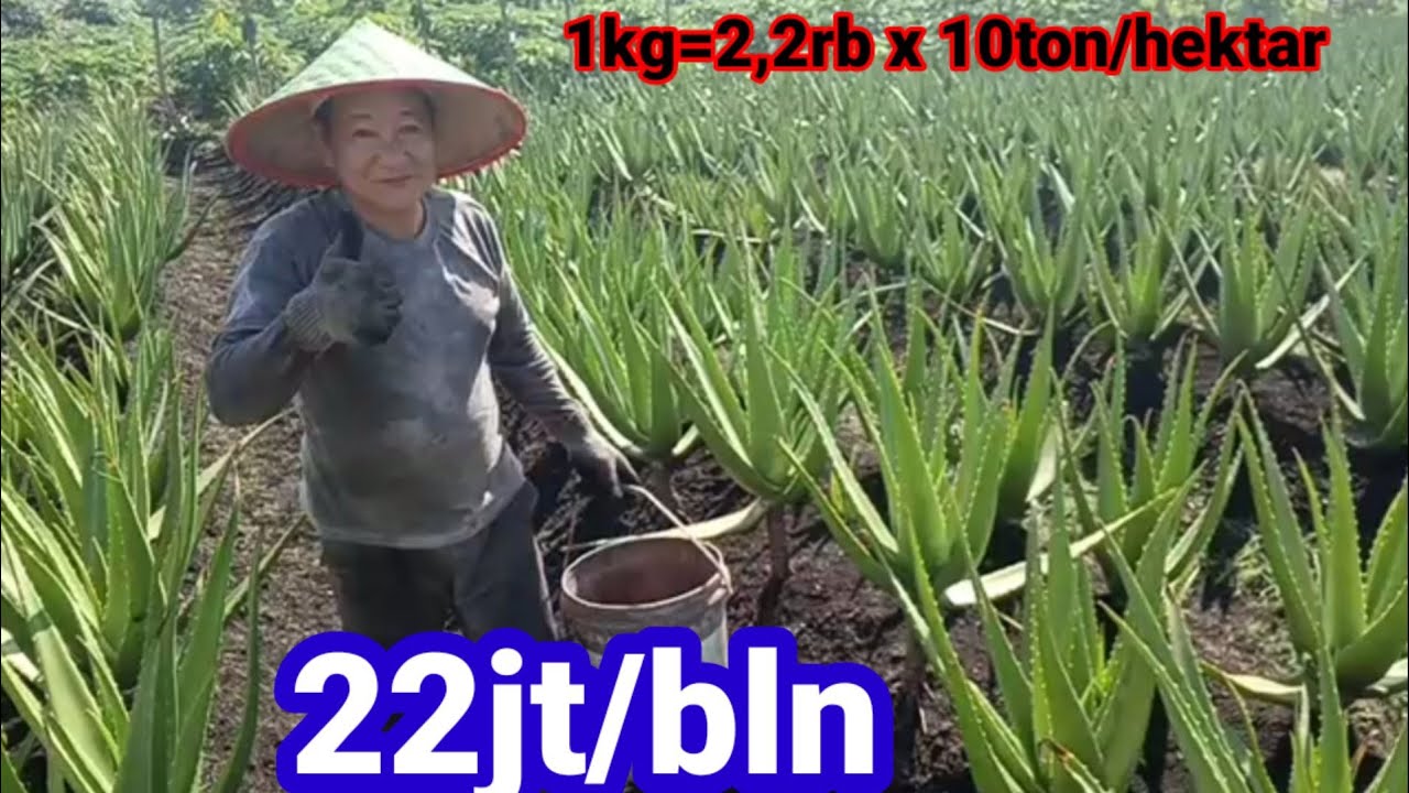 PELUANG USAHA LIDAH BUAYA | SOLUSI SUKSES