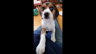 Beagle puppy BARKS, STARTLES DAD😮%*@!  and she CAN'T STOP! by River Styx Scent Hounds 1,002 views 1 month ago 1 minute, 50 seconds
