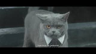 A Cat At Workltmall Cars Day