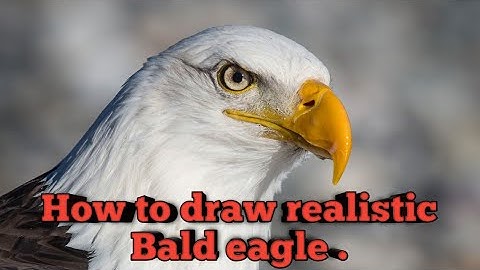 How to draw realistic Bald eagle.