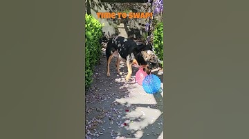 She wants both dog toys!