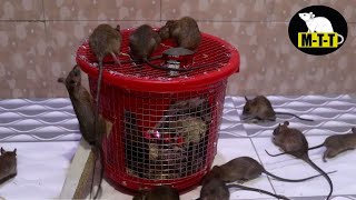 Mouse Trap Latest Trick | The best mousetrap | Bucket Mouse Trap