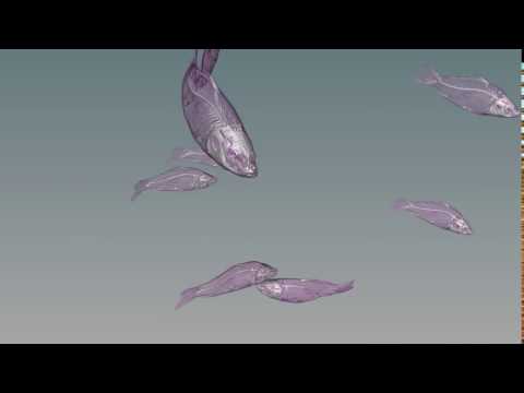 Animation of swimming carps with raycasted volume visualization