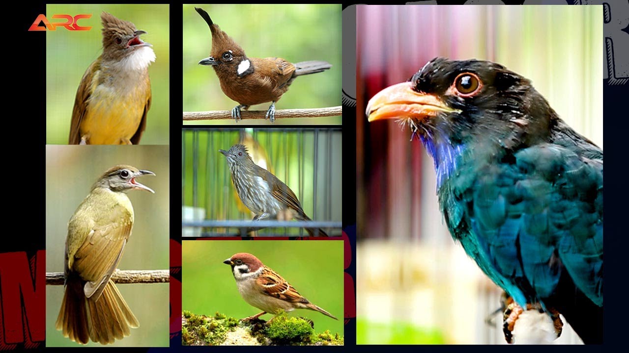 CILILIN - TENGKEK - GREJA TARUNG - KAPAS TEMBAK - SIRI SIRI - CUCAK JENGGOT
