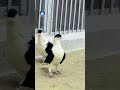 یک جوره سیاه شیرازی قهرمان       کفتر ازی کفتر