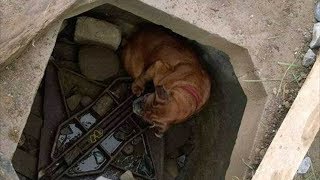 Собака ждала свою страшную участь на дне колодца, когда на помощь к ней пришла 6 летняя девочка Собака ждала свою страшную участь на дне колодца, когда на помощь к ней пришла 6 летняя девочка