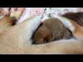 【柴犬の授乳】赤ちゃんに授乳する柴犬の一五
