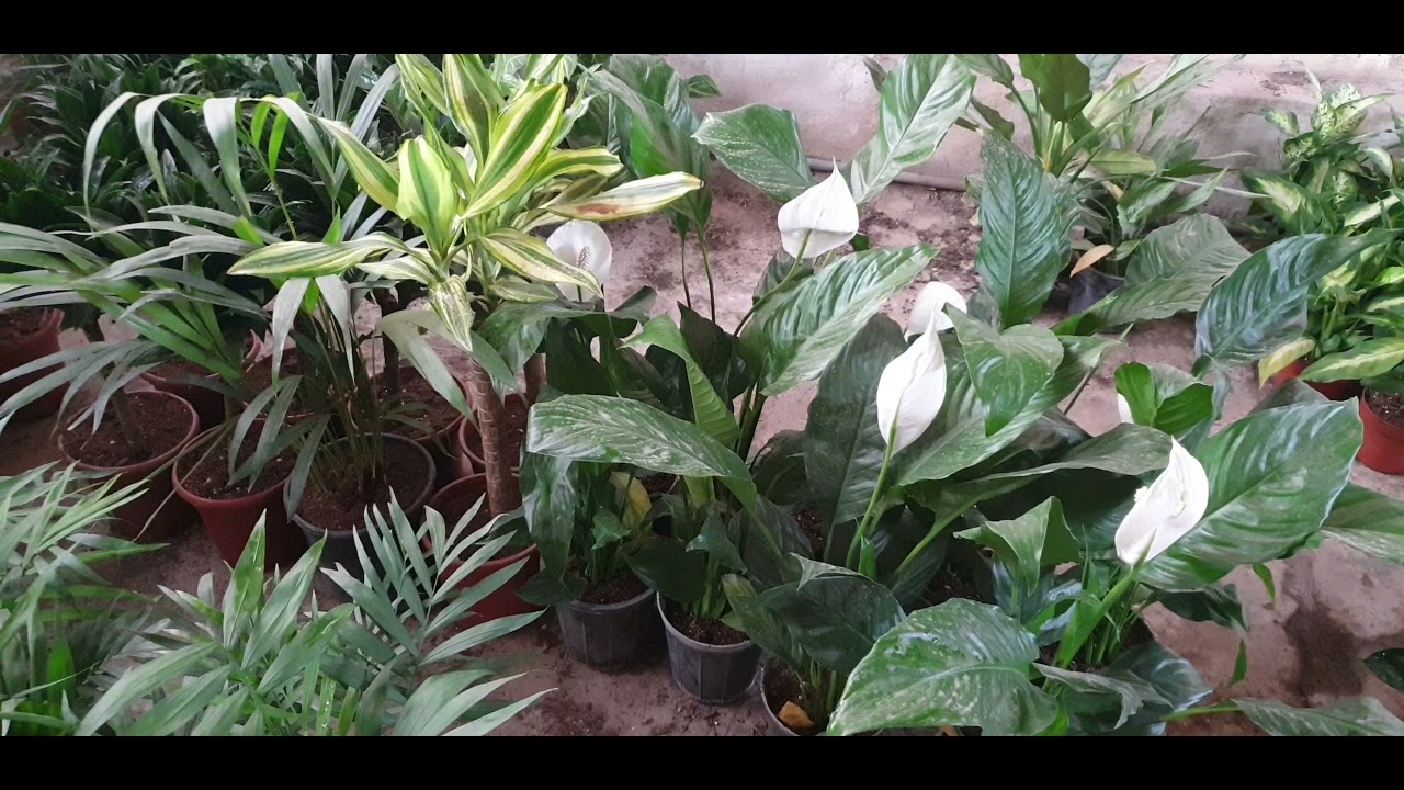 جدول سقي النباتات خلال الشتاء