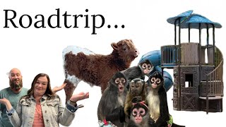 Where did we go? #spidermonkeys #capuchin #youtube #family #farm
